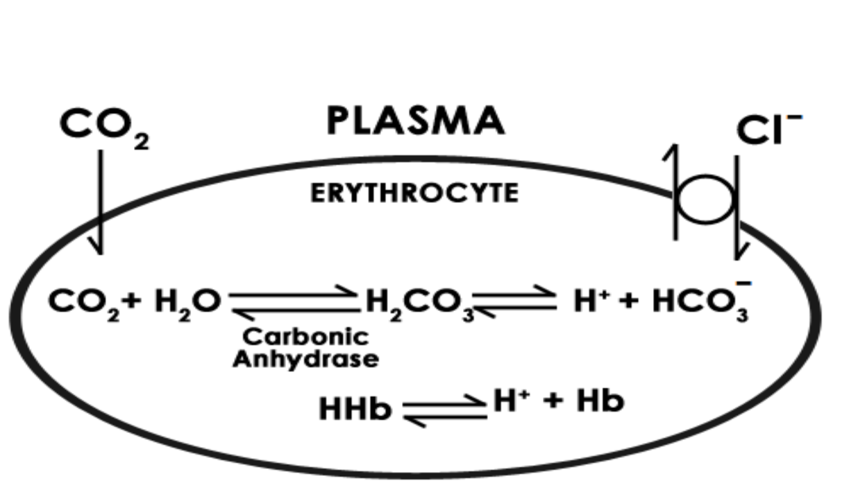 What are transport of gases? Definition, Types and Importance biology AESL